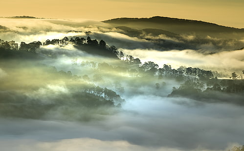 Morning Fog, Forest, Vietnam, silhouette of trees, Asia, Vietnam, Travel, Nature, Beautiful, Landscape, Green, Scenery, Wild, Hill, Forest, Mist, Tropical, Photography, Foggy, Woods, Panoramic, Wonderful, Sunlight, Dalat, HD wallpaper HD wallpaper