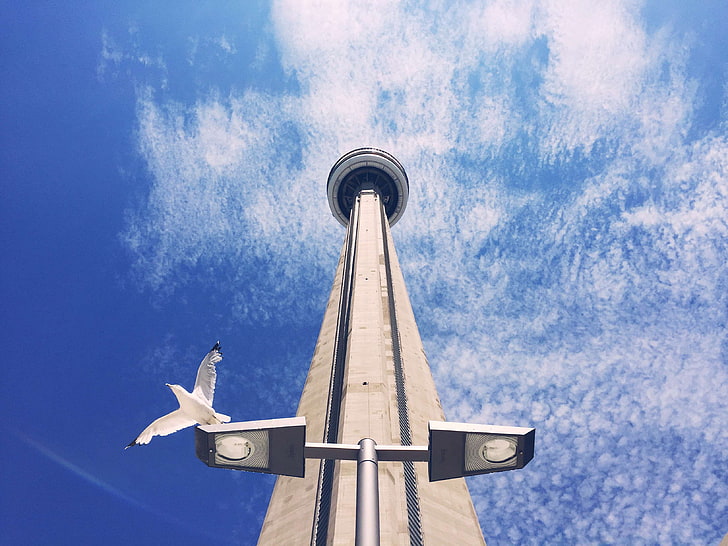 architecture, bird, blue sky, building, city, cn tower, daylight, exploration, flight, high, iconic, lamp post, seagull, skyscraper, steel and concrete structure, toronto, tower, travel, urban, worms eye view, HD wallpaper