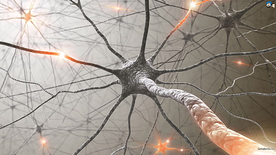 توضيح العصب الأسود والبني ، الخلايا العصبية ، الفن الرقمي، خلفية HD HD wallpaper