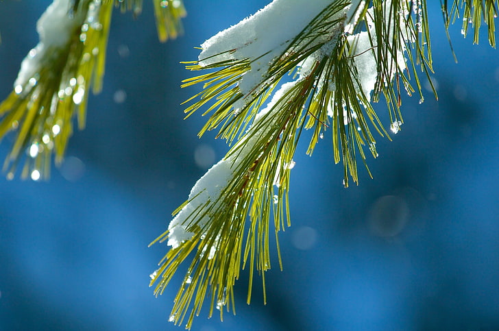 зелени борови листа отблизо фотография, сняг, макро, борови дървета, HD тапет