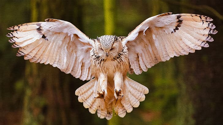owl, bird of prey, HD wallpaper
