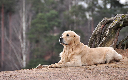 възрастен крем златен ретривър, лабрадор, куче, лъжа, красива, HD тапет HD wallpaper