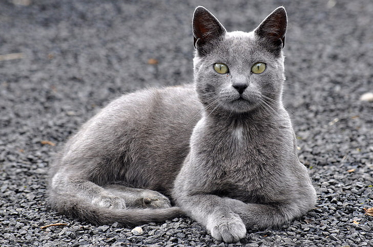 Russian blue cat, cat, gravel, gray, HD wallpaper
