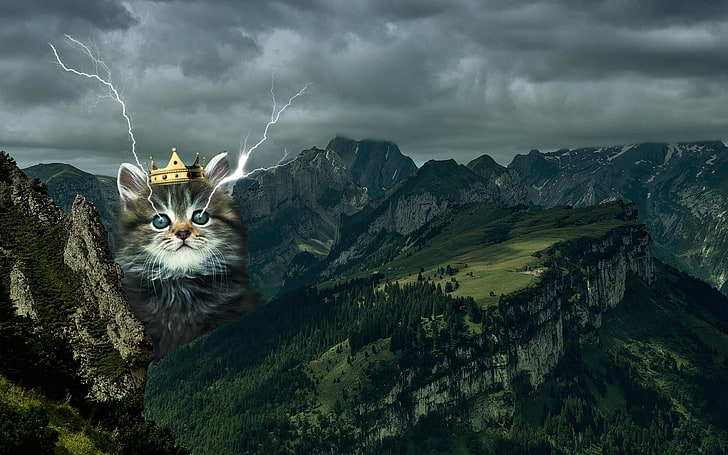 ilustracja szary pręgowany kotek, kot, Tapety HD