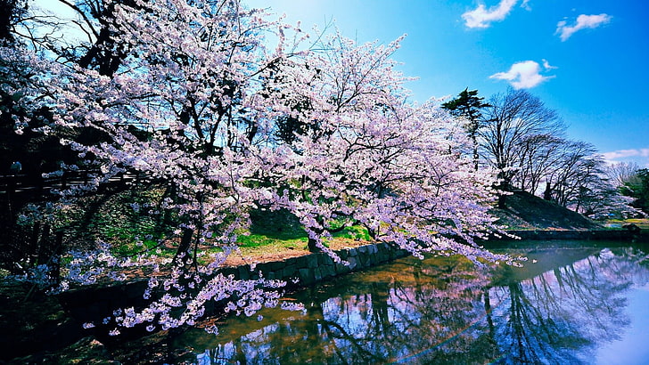 nature, fleur de cerisier, Fond d'écran HD