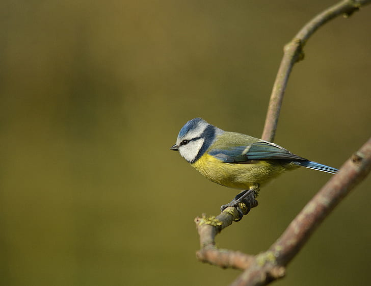 green and yellow bird on tree branch at daytime, blue tit, blue tit, Blue Tit, green, yellow bird, tree branch, daytime, GARDEN, REVIVAL, Passerines, Birds, scaldwell, bird, tit, nature, animal, wildlife, branch, passerine Bird, beak, bird Watching, animals In The Wild, outdoors, feather, HD wallpaper