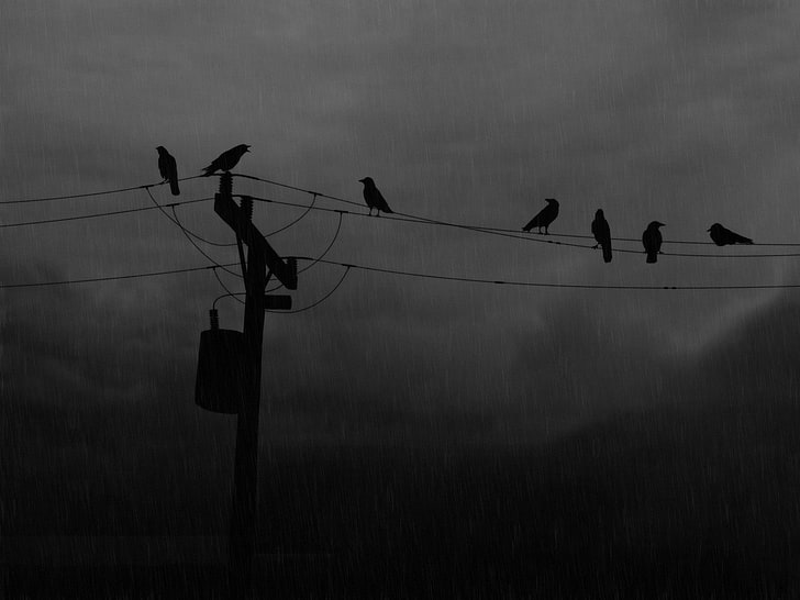 power lines, birds, rain, silhouette, utility pole, HD wallpaper