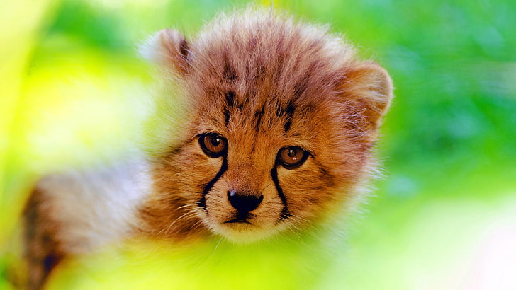 cub, face, cheetah, wildlife, whiskers, cute, baby, close up, HD wallpaper