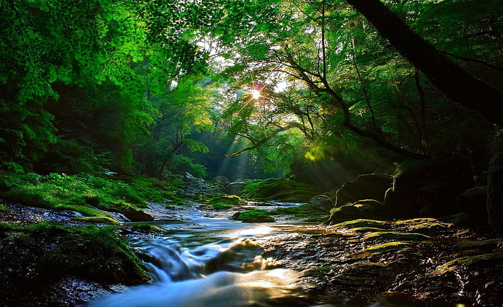 Красивый солнечный свет в лесу, зеленое дерево, природа, леса, вода, лес, солнечный свет, солнечный, зеленый, красивый, река, мирный, захватывает дух, HD обои