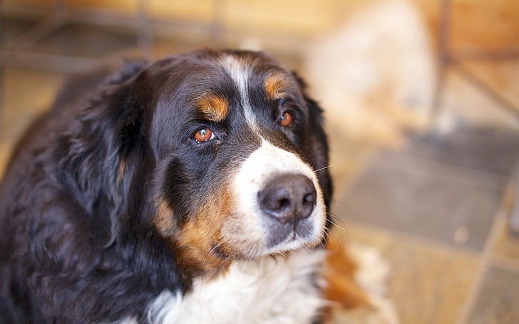 สุนัข, Sennenhund, Bernese Mountain Dog, วอลล์เปเปอร์ HD