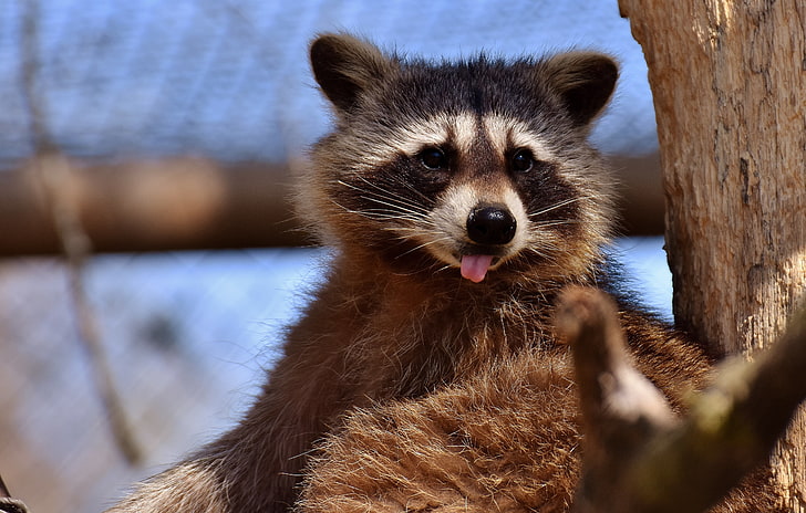 brown and black raccoon, raccoon, protruding tongue, muzzle, HD wallpaper