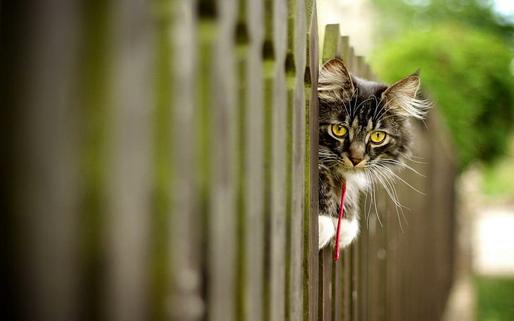 Cat peeking through the fence, black and tan long fur cat, animals, 1920x1200, fence, HD wallpaper