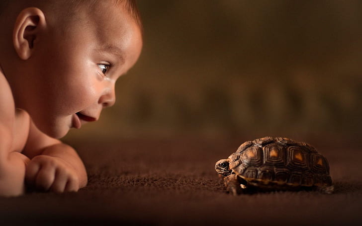 Baby Turtle Curiosity, baby, sköldpadda, nyfikenhet, HD tapet