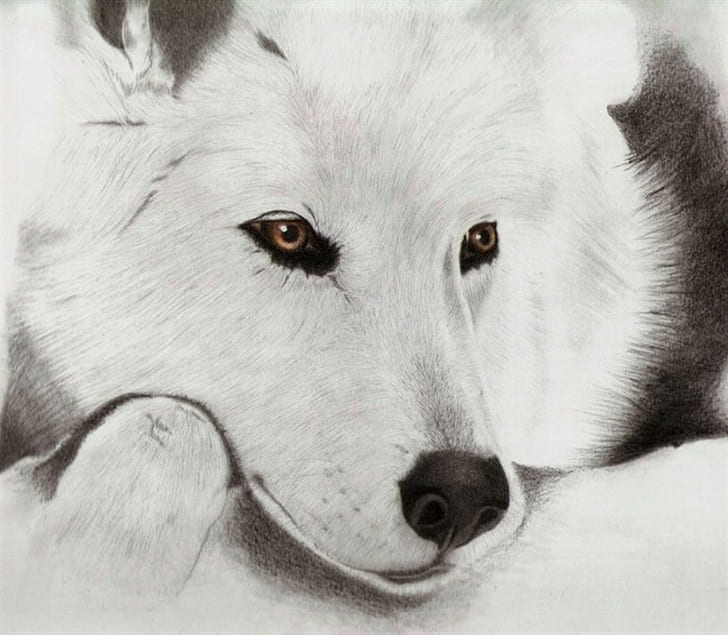 オオカミ、白、描画、 HDデスクトップの壁紙