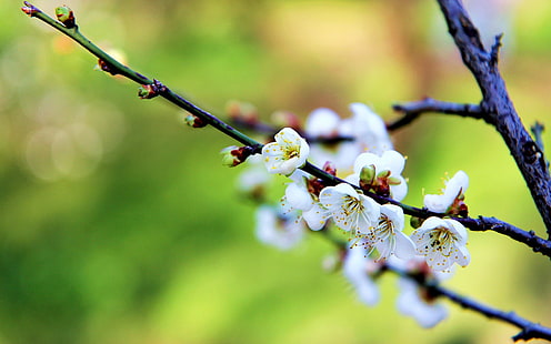 White flowers, plum blossoms, spring, White, Flowers, Plum, Blossoms, Spring, HD wallpaper HD wallpaper