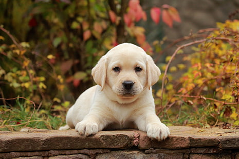 Psy, Labrador Retriever, Baby Animal, Pies, Zwierzę domowe, Szczeniak, Tapety HD HD wallpaper