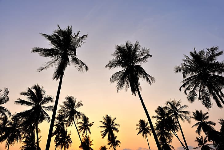 пляж, небо, закат, пальмы, небо, кроны, пальмы, тропический, HD обои