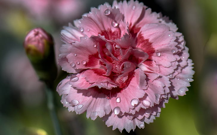 Pink carnation, petals, dew, Pink, Carnation, Petals, Dew, HD wallpaper
