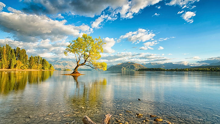 dagtid, turistattraktion, ensam, ensamt träd, ensamt träd, vatten, lugn, morgon, loch, humör, Nya Zeeland, blad, vildmark, träd, moln, sjö, himmel, soluppgång, Lake Wanaka, reflektion, HD tapet