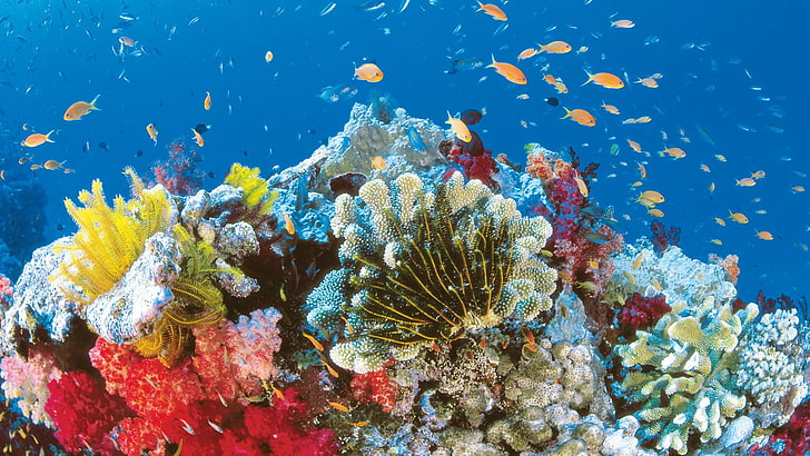 Erde, Great Barrier Reef, Riff, HD-Hintergrundbild