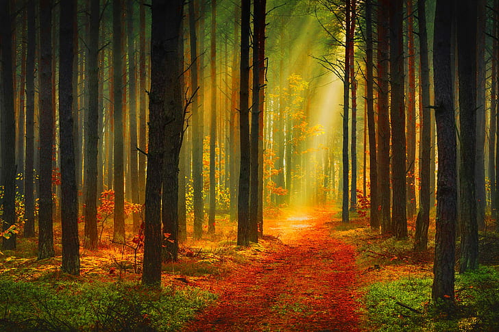 Os raios de sol na floresta, outono, floresta, árvores, trilha, os raios do sol, HD papel de parede