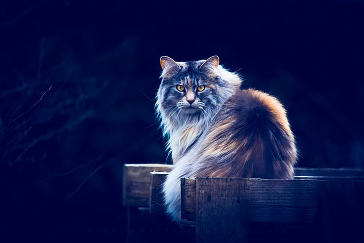 brauner Maine-Waschbär, Tiere, Katze, gelbe Augen, blauer Hintergrund, HD-Hintergrundbild