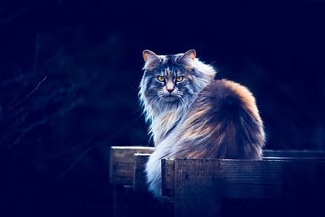 brauner Maine-Waschbär, Tiere, Katze, gelbe Augen, blauer Hintergrund, HD-Hintergrundbild HD wallpaper