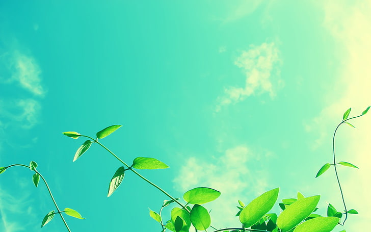 green leafed plant, leaves, anime, clouds, blue, sky, HD wallpaper