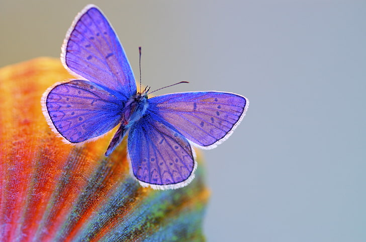 borboleta azul comum, macro, borboleta, asas, fundo cinza, HD papel de parede