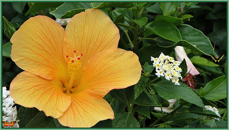 petit fleur, rosa-day, paul-anka, jardín amarillo, peppino-di-capri, tango-bleu, mariposa, verano, Fondo de pantalla HD