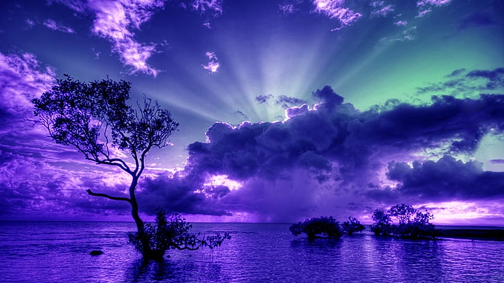 Terre, coucher de soleil, horizon, océan, violet, ciel, arbre, Fond d'écran HD