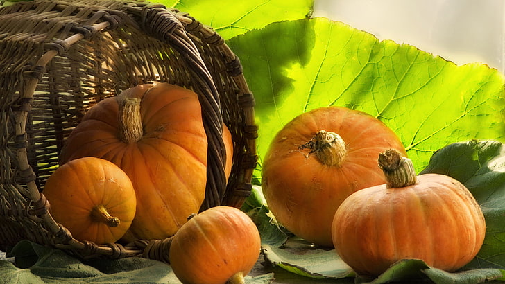 squash, pumpa, grönsak, producera, halloween, höst, orange, mat, falla, pumpor, oktober, växt, tacksägelse, skörda, semester, säsongsbetonad, kalebass, säsong, dekoration, gul, stam, frukt, mogen, gård, jordbruk, HD tapet