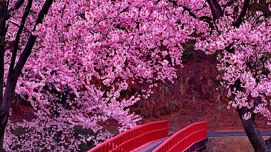вишневый цвет, цветение, япония, сакура, мост, цветы, цветок, розовые цветы, растение, весна, флора, дерево, цветущее растение, филиал, HD обои HD wallpaper