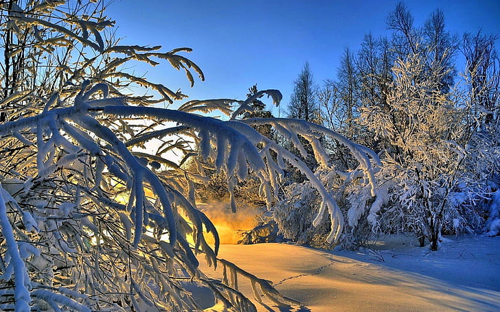 Gęsty śnieg, drzewa, zima, światło słoneczne, gruby, śnieg, drzewa, zima, światło słoneczne, Tapety HD