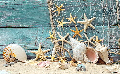 assorted shells, sand, beach, tree, mesh, shell, wood, marine, stones, starfish, net, seashells, HD wallpaper HD wallpaper
