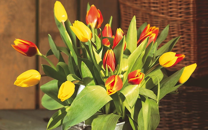 Tulipes, fleurs, bouquet, grand, seau, herbes, bourgeons, Fond d'écran HD
