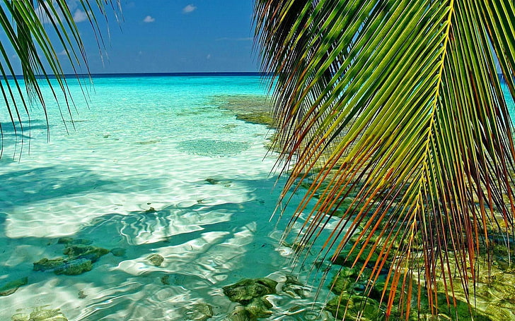 palmier vert, nature, paysage, Maldives, tropical, mer, palmiers, atolls, feuilles, plage, vert, turquoise, été, Fond d'écran HD