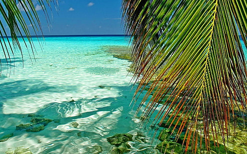 зеленая пальма, природа, пейзаж, Мальдивы, тропический, море, пальмы, атоллы, листья, пляж, грин, бирюза, лето, HD обои HD wallpaper