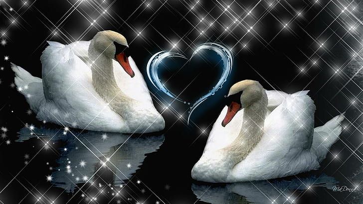 Till Death Do Us Part, swimming, swans, stars, romantic, heart, birds, love, valentines day, marriage, forever, animals, HD wallpaper