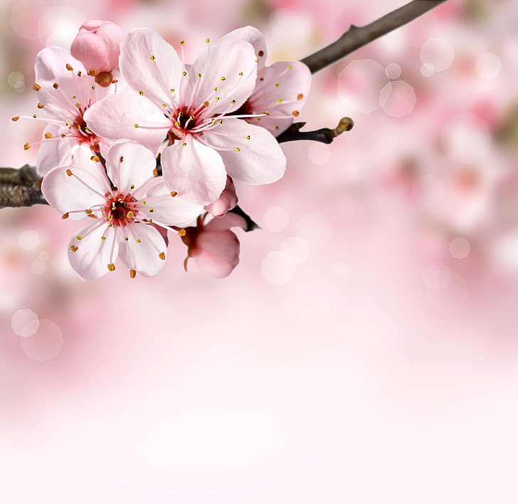 background, bloom, blossom, bokeh, branch, flora, floral, flower, nature, pink, spring, summer, HD wallpaper
