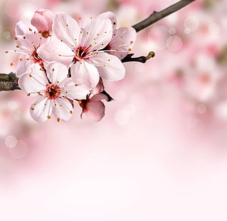 background, bloom, blossom, bokeh, branch, flora, floral, flower, nature, pink, spring, summer, HD wallpaper HD wallpaper