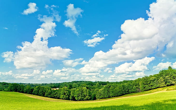 Trees, grass, blue sky, white clouds, summer, Trees, Grass, Blue, Sky, White, Clouds, Summer, HD wallpaper