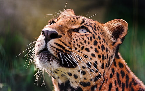 Leopardo, meditabondo, occhi, muso, Sfondo HD HD wallpaper