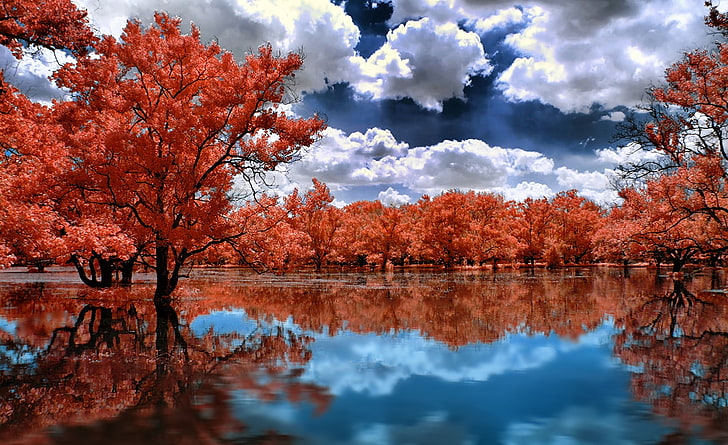 Between Red and Water, red leafed forest and body of water, Aero, Creative, Magic, Nature, Beautiful, Trees, Dream, Water, Amazing, Swamp, Clouds, blue sky, blue water, red trees, Reflected, Dreamlike, HD wallpaper