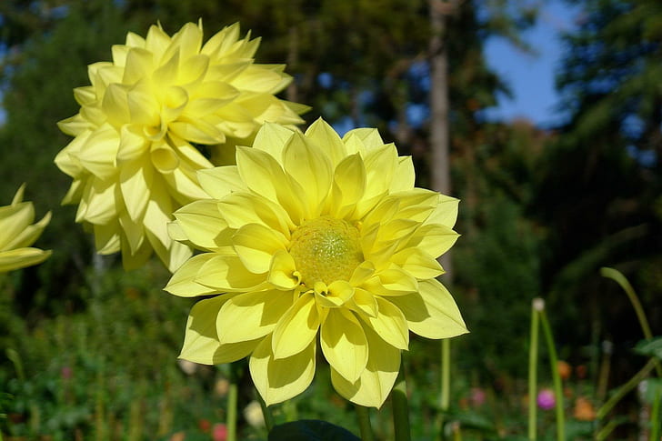 *** Yellow Georgina ***, natura, kwiaty, georginia, zolta ธรรมชาติและภูมิทัศน์, วอลล์เปเปอร์ HD
