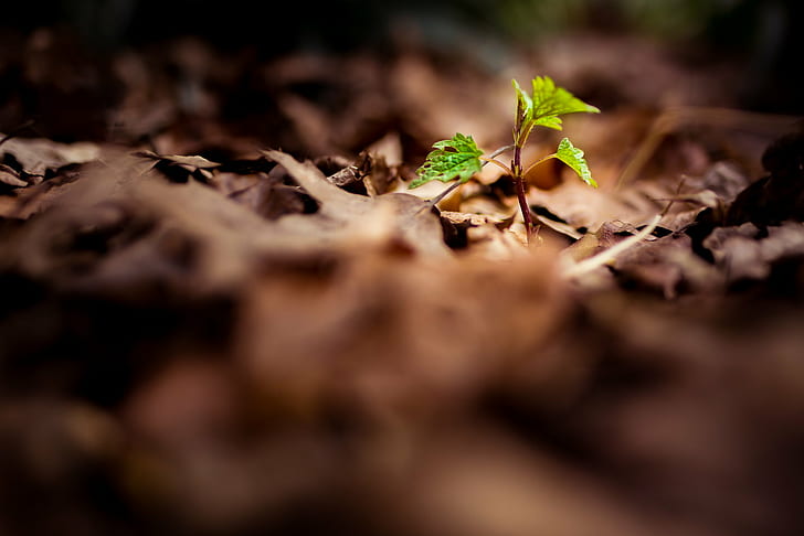 green sprout on dried leaves selective focus photography, Sir, dried, leaves, selective focus, photography, close, leaf, greenery, grass, plant, canon  6d, tamron, 35mm, vc, f1.8, park, outside, natural, nature, life, growth, dirt, new Life, green Color, close-up, HD wallpaper