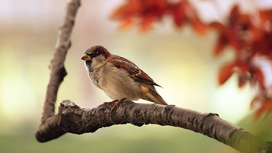 animals, birds, sparrow, HD wallpaper HD wallpaper
