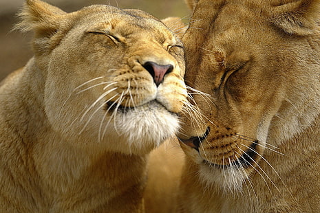 iki kahverengi dişi aslan, aslan, çift, yüz, bakım, hassasiyet, HD masaüstü duvar kağıdı HD wallpaper