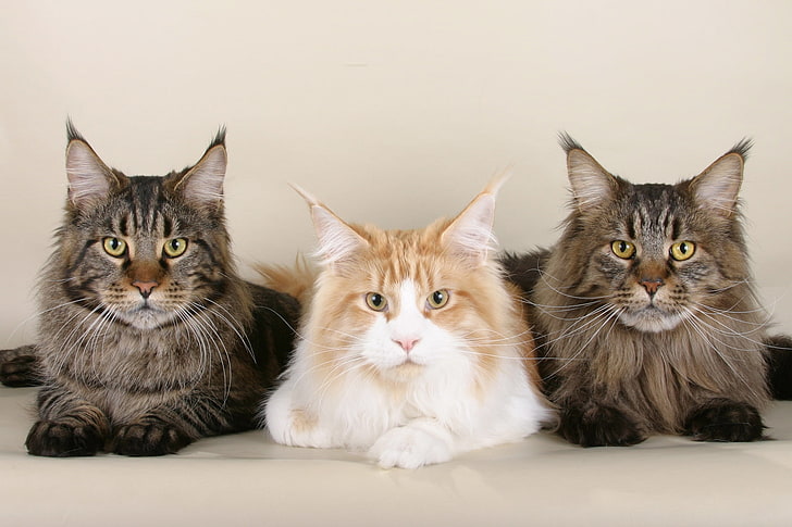 tres gatos grises y marrones de pelo largo, gatos, maine coon, tres hermosos y esponjosos, Fondo de pantalla HD