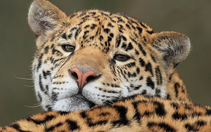 Jaguar Raubtier-Fotografie HD Wallpaper, HD-Hintergrundbild